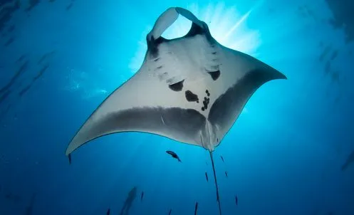 great manta ray