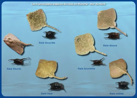 Raies en Manche Mer du Nord