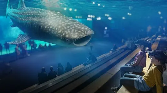 whale shark in the experience Grand Large
