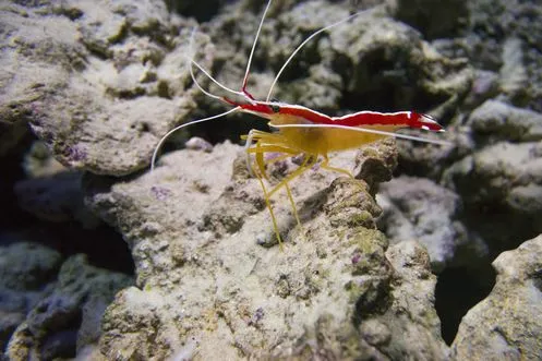 The Pacific cleaner shrimp
