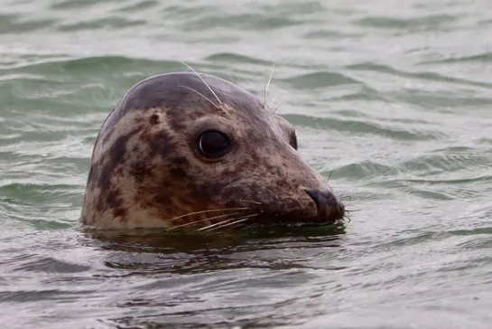 phoque gris de la Cöte d'Opale
