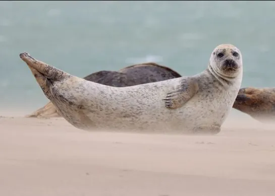 phoque veau marin de la côte d'opale