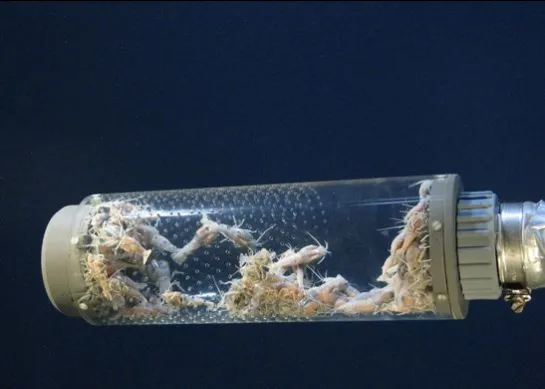 échantillon faune des abysses Ifremer