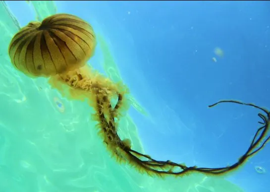 La méduse rayonnée Chrysaora hysoscella 