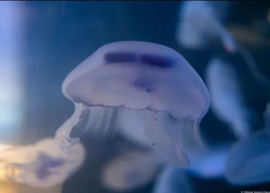 La méduse aurélie Aurelia aurita 