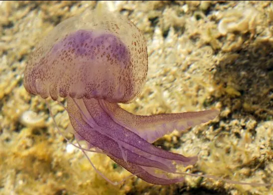 méduse pélagique pelagia noctiluca