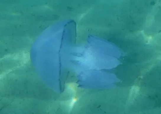 La méduse chou-fleur Rhizostoma octopus 