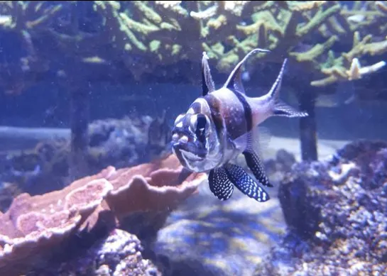 Le poisson cardinal de Banggai ou Apogon de Banggai Pterapogon kauderni qui incube les oeufs.