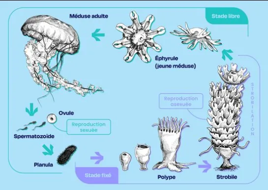 infographie décrivant le cycle de reproduction de la méduse