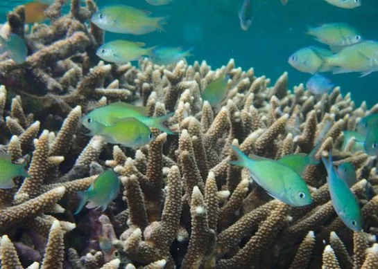 demoiselle bleu-vert et corail Acropora