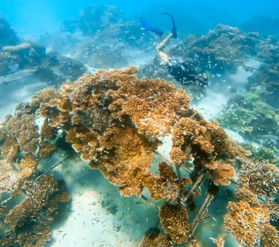 récif artificiel par The Coral Planters - Reefscapers