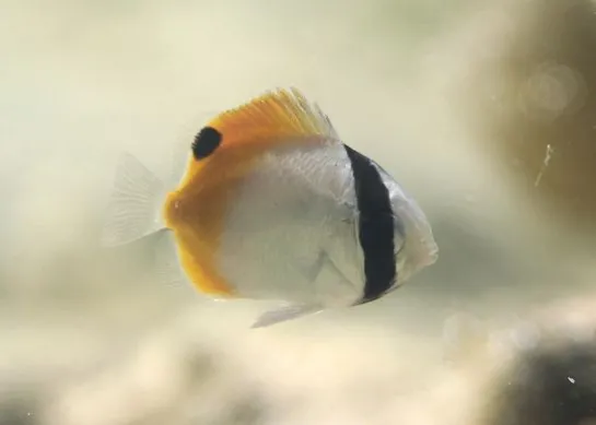 Why don't young fish look like adults? | Nausicaa
