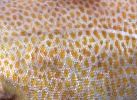 How can cod skin treat severe burns? | Nausicaa