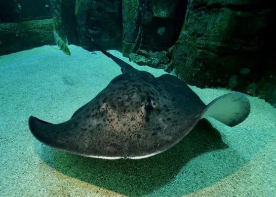 Do you know about the rays at Nausicaá? | Nausicaa