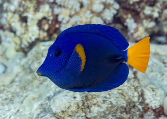 Les couleurs et motifs des poissons récifaux ne sont pas le fruit du ...