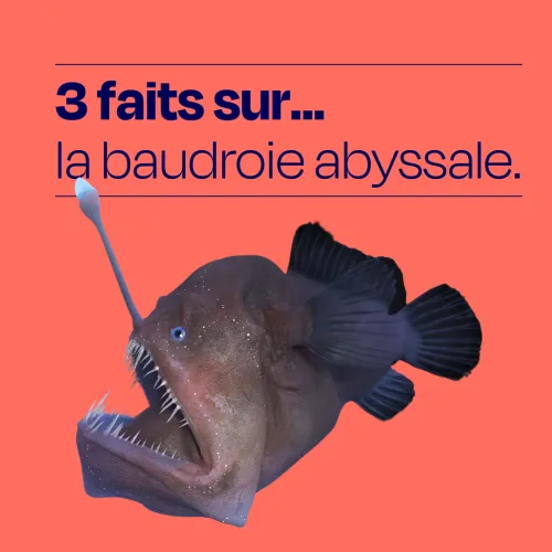 baudroie abyssale infographie