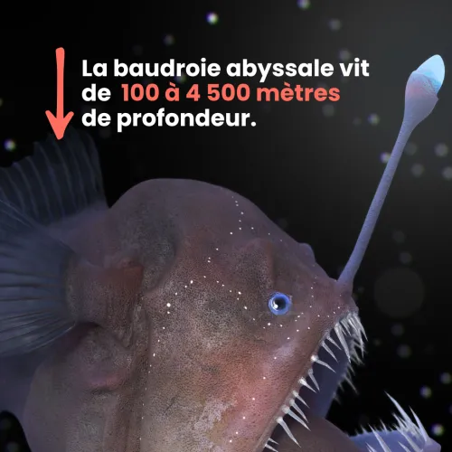 baudroie abyssale infographie
