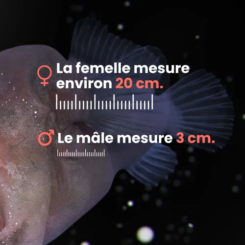 baudroie abyssale infographie