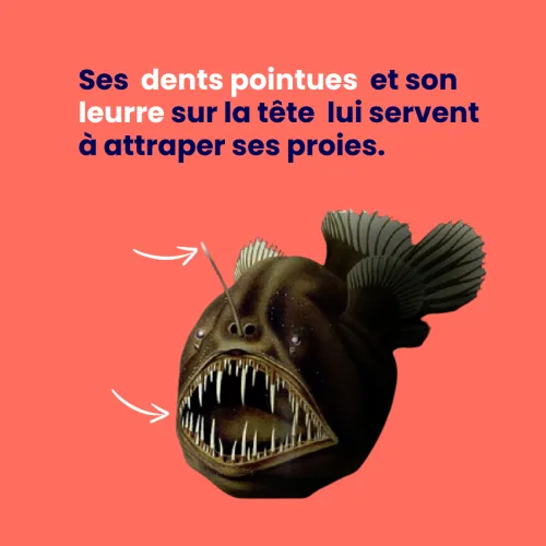 baudroie abyssale infograpahie