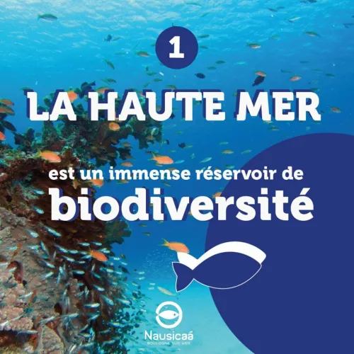 infographie sur la haute mer