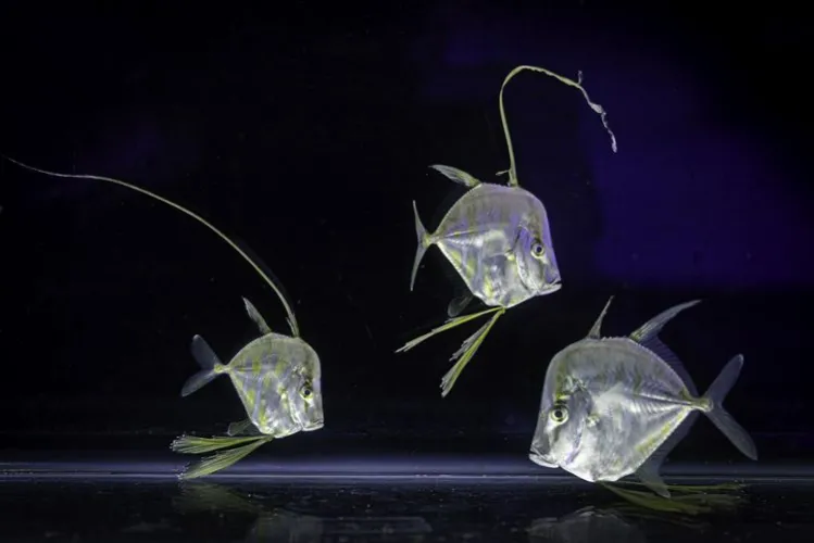 sélènes juvéniles nées à Nausicaá