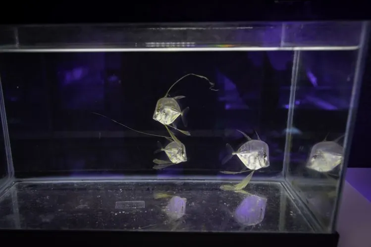 sélènes juvéniles nées à Nausicaa