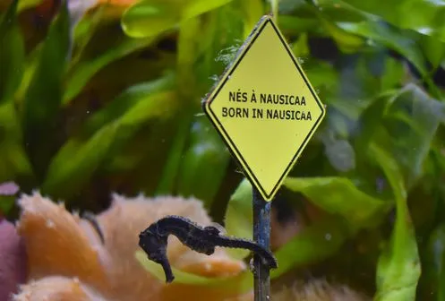 baby seahorses born at nausicaa
