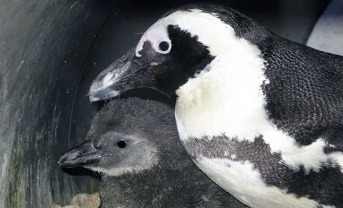 baby African penguin born at nausicaa